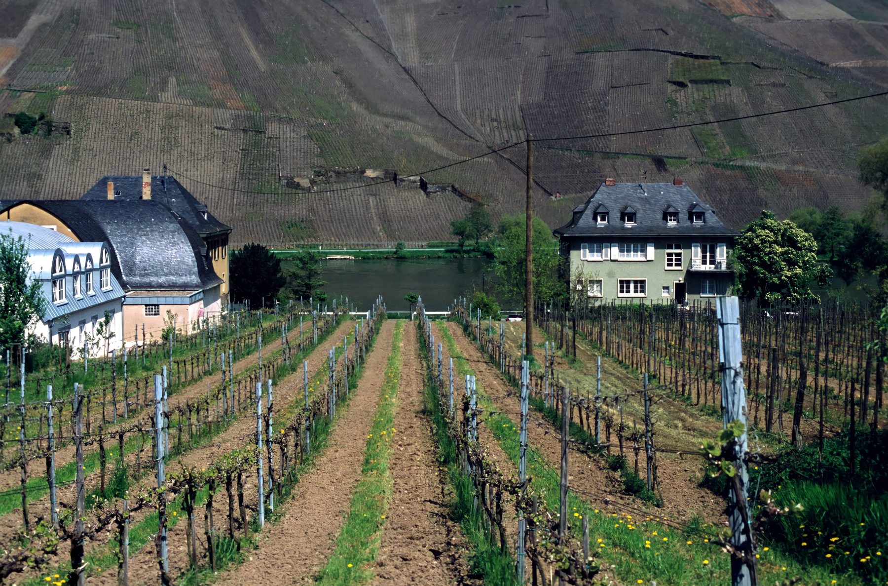 Weinberg an der Mosel, 1999