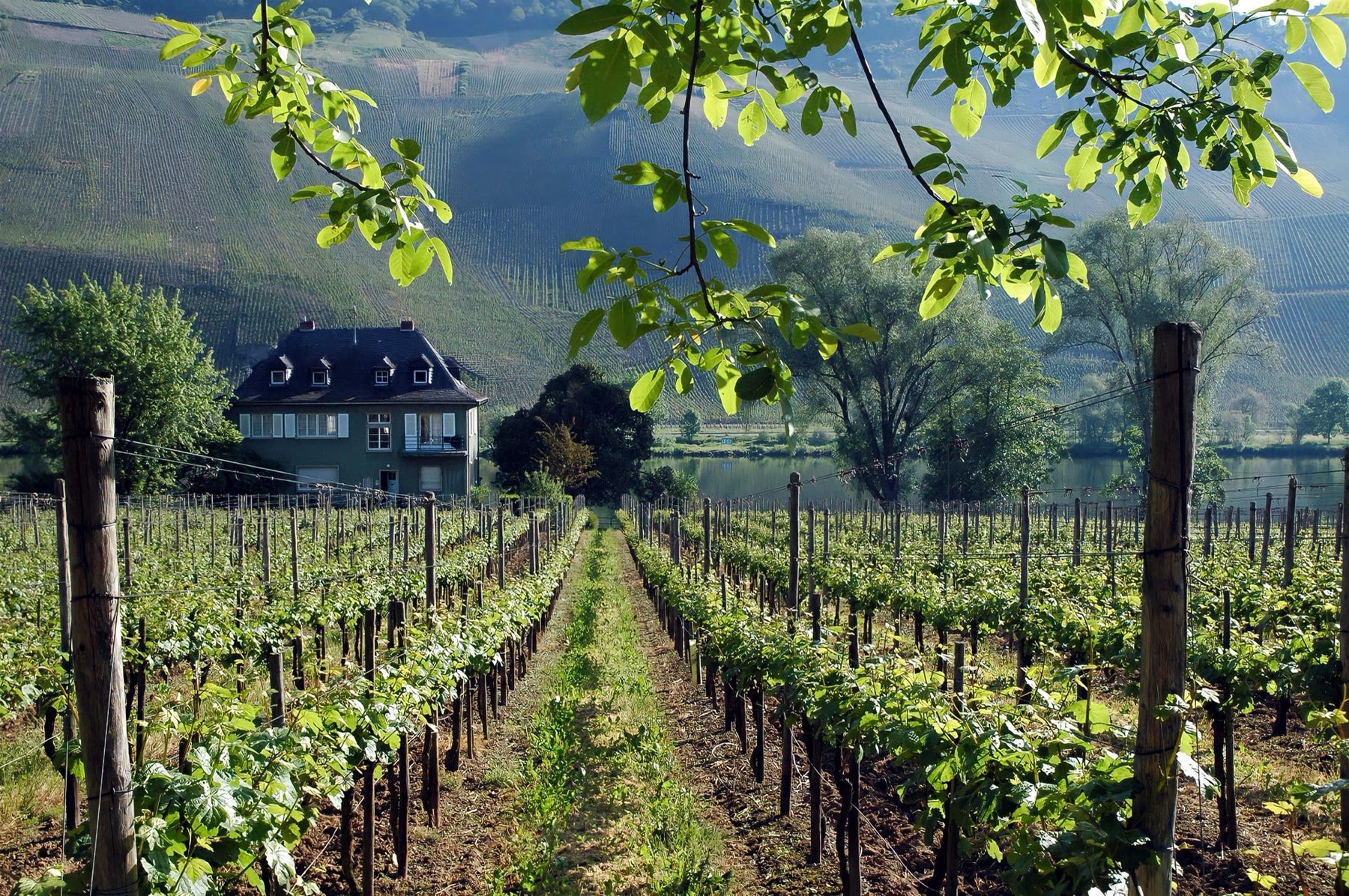 Weinberg an der Mosel, 2005